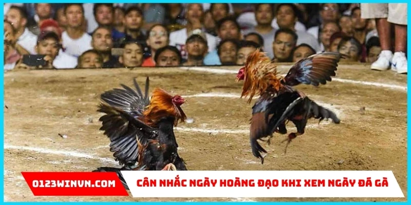  xem ngày đá gà