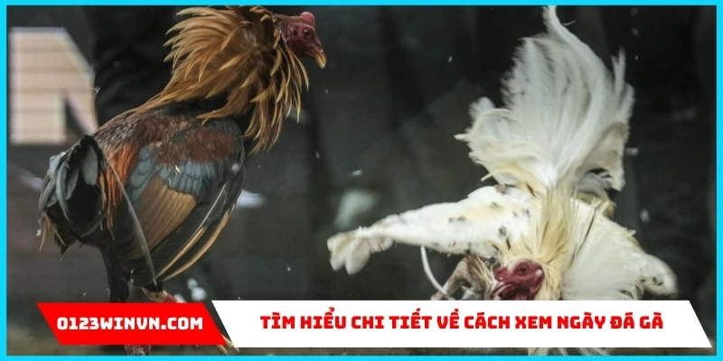 cách xem ngày đá gà