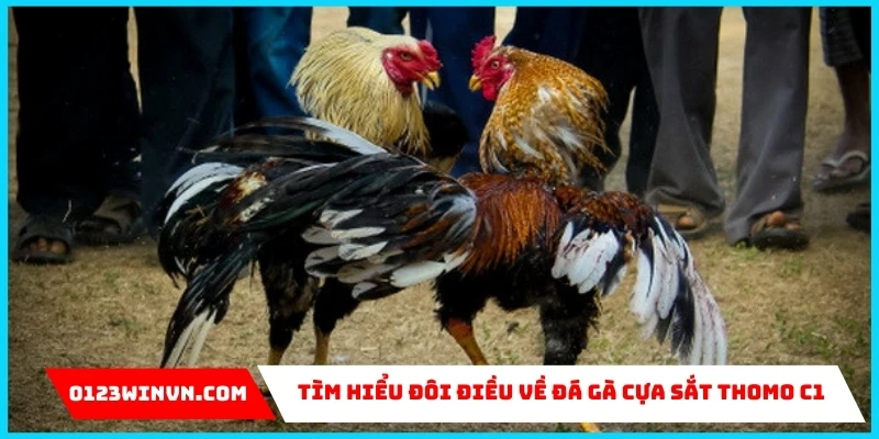 về đá gà cựa sắt Thomo C1