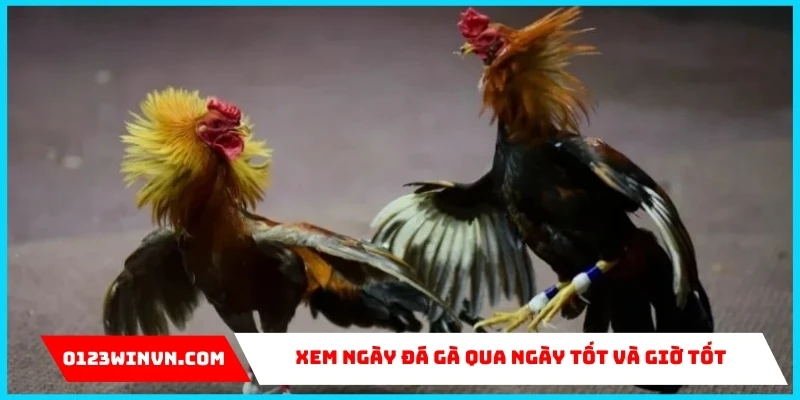 Xem ngày đá gà qua ngày tốt và giờ tốt